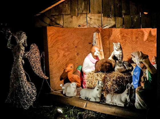 Cats in Brooklyn Manger Cats in Brooklyn Manger